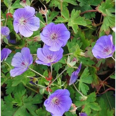 Die Nr-01.de Wiesen Storchschnabel Rozanne - großer Topf - Geranium pratense Die Nr-01.de Wiesen Storchschnabel Rozanne - großer Topf - Geranium pratense