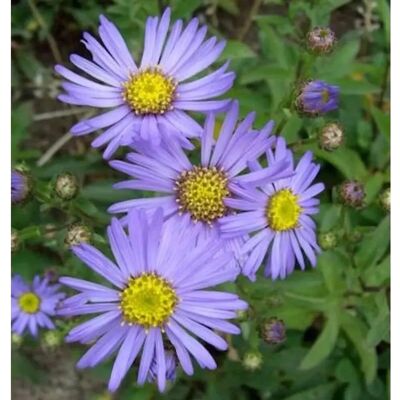 Die Nr-01.de Sommeraster Butzemann - Aster amellus Die Nr-01.de Sommeraster Butzemann - Aster amellus