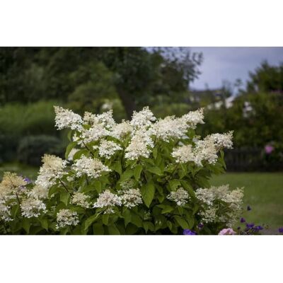 Pflanzen für dich Hydrangea Paniculata Rispenhortensie Unique 80-100 cm Pflanzen für dich Hydrangea Paniculata Rispenhortensie Unique 80-100 cm