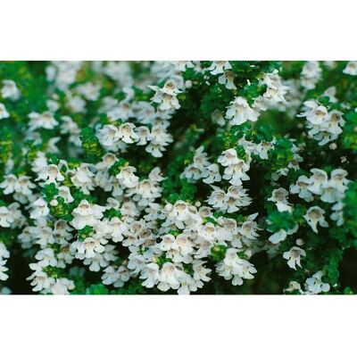 Pflanzen für dich Prostanthera Cuneata Australische Minze Aromatisch 2 Liter Container Pflanzen für dich Prostanthera Cuneata Australische Minze Aromatisch 2 Liter Container