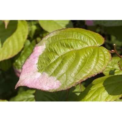 Pflanzen für dich Actinidia Kolomikta Kiwi 40–60 cm Dekoratives Laub Pflanzen für dich Actinidia Kolomikta Kiwi 40–60 cm Dekoratives Laub