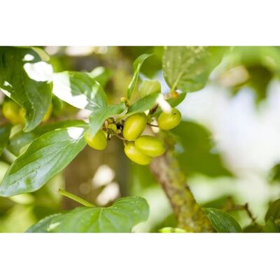 Pflanzen für dich Cornus Mas Jolico Kornelkirsche Gelbe Blüten 40–60 Cm Pflanzen für dich Cornus Mas Jolico Kornelkirsche Gelbe Blüten 40–60 Cm
