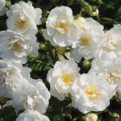 arborix Kletterrose 'Guirlande d'Amour' Rosa plantofix Blüten in Büscheln arborix Kletterrose 'Guirlande d'Amour' Rosa plantofix Blüten in Büscheln