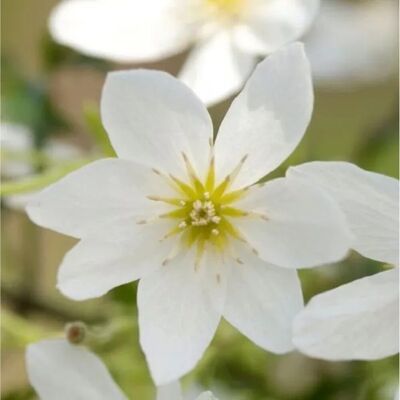 arborix Waldrebe 'Joe' Clematis 50 bis 60 cm im Container Weiße Blüten arborix Waldrebe 'Joe' Clematis 50 bis 60 cm im Container Weiße Blüten