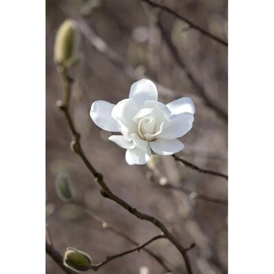 Pflanzen für dich Magnolia Loebneri Merrill Magnolie Weiß 150–175 cm Pflanzen für dich Magnolia Loebneri Merrill Magnolie Weiß 150–175 cm