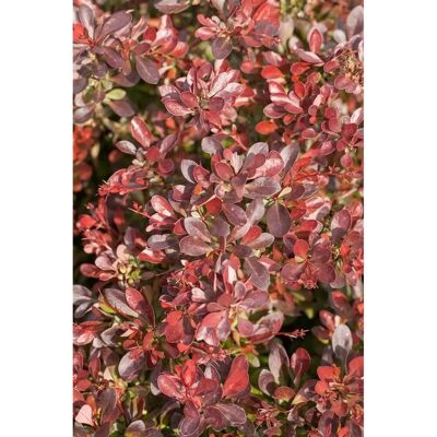 Pflanzen für dich Berberis Thunbergii Bagatelle Heckenberberitze Kompakt 20–25 cm Pflanzen für dich Berberis Thunbergii Bagatelle Heckenberberitze Kompakt 20–25 cm