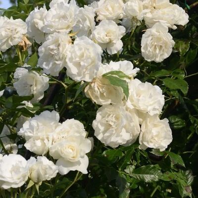 arborix Kletterrose 'Madame Alfred Carrière' Rosa plantofix Duftende Blüten arborix Kletterrose 'Madame Alfred Carrière' Rosa plantofix Duftende Blüten