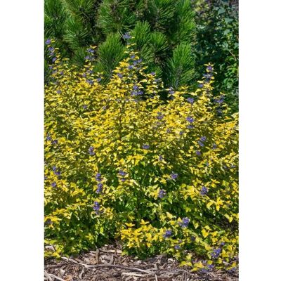 Pflanzen für dich Caryopteris Clandonensis Bartblume Sunny Blue 30-40 cm Pflanzen für dich Caryopteris Clandonensis Bartblume Sunny Blue 30-40 cm