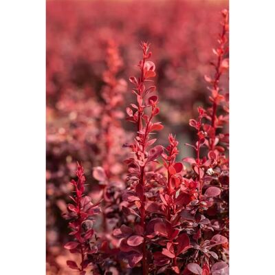 Pflanzen für dich Berberis Thunbergii Ruby Star Blutberberitze Rotlaubig 30–40 cm Pflanzen für dich Berberis Thunbergii Ruby Star Blutberberitze Rotlaubig 30–40 cm