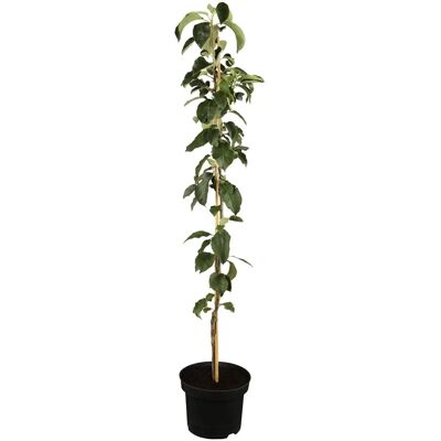 GROW by OBI Bio Säulenapfel Gelb-Rot Höhe ca. 40 - 60 cm Topf ca. 7,5, GROW by OBI Bio Säulenapfel Gelb-Rot Höhe ca. 40 - 60 cm Topf ca. 7,5,