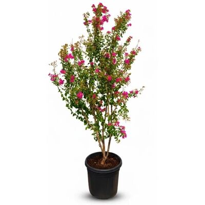 Sunny-Tree Lagerstroemia Indica Indischer Flieder Multistamm 200 cm in 55Liter Container Rosablühend Winterharter Exotischer Zierstrauch Sunny-Tree Lagerstroemia Indica Indischer Flieder Multistamm 200 cm in 55Liter Container Rosablühend Winterharter Exotischer Zierstrauch