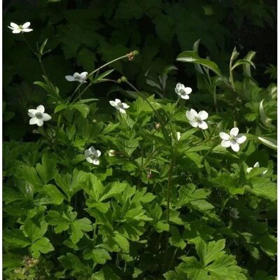 Die Nr-01.de Bach-Anemone - Anemone Anemone rivularis Die Nr-01.de Bach-Anemone - Anemone Anemone rivularis