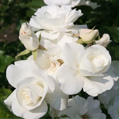 arborix Kletterrose 'Climbing Schneewittchen' Rosa plantofix Weiße Blüten arborix Kletterrose 'Climbing Schneewittchen' Rosa plantofix Weiße Blüten