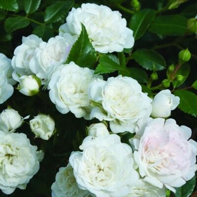 arborix Bodendeckerrose 'White Fairy' Rosa plantofix Weiße Blüten arborix Bodendeckerrose 'White Fairy' Rosa plantofix Weiße Blüten