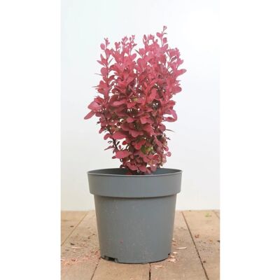 Pflanzen für dich Berberis Thunbergii Orange Rocket Säulen-Berberitze Orange 20–25 cm Pflanzen für dich Berberis Thunbergii Orange Rocket Säulen-Berberitze Orange 20–25 cm