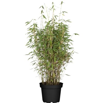 Heckenbambus Jumbo Set à 20 Stück Höhe ca. 80 - 100 cm Fargesia murielae Heckenbambus Jumbo Set à 20 Stück Höhe ca. 80 - 100 cm Fargesia murielae