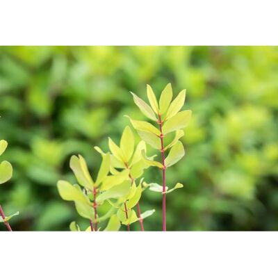 Pflanzen für dich Lonicera Kamtschatica Honigbeere 30–40 Cm Winterhart Pflanzen für dich Lonicera Kamtschatica Honigbeere 30–40 Cm Winterhart