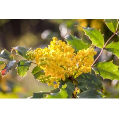 Pflanzen für dich Mahonia Aquifolium Apollo Mahonie Gelbe Blüten 25–30 cm Pflanzen für dich Mahonia Aquifolium Apollo Mahonie Gelbe Blüten 25–30 cm
