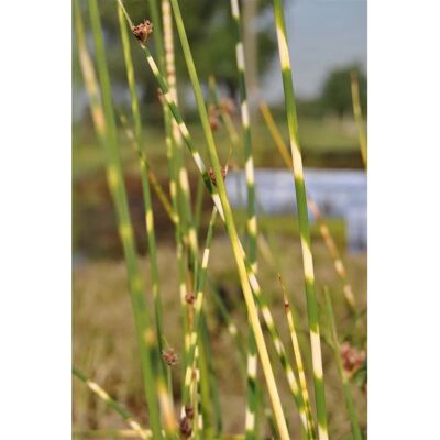 Pflanzen für dich Scirpus Lacustris Tabernaemont. Zebrinus Gestreift Ca. 9x9 cm Topf Pflanzen für dich Scirpus Lacustris Tabernaemont. Zebrinus Gestreift Ca. 9x9 cm Topf