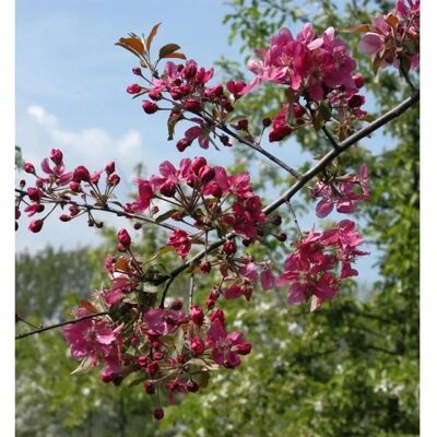 Die Nr-01.de Hochstamm Zierapfel Scarlet 100-125cm - Malus Hybride Die Nr-01.de Hochstamm Zierapfel Scarlet 100-125cm - Malus Hybride