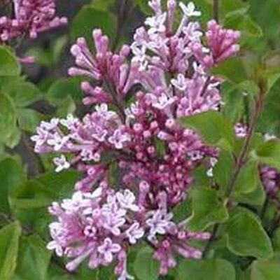 arborix Zwergflieder 'Palibin' Syringa Meyeri 40 bis 60 cm im Container Kompakt Wachsend arborix Zwergflieder 'Palibin' Syringa Meyeri 40 bis 60 cm im Container Kompakt Wachsend