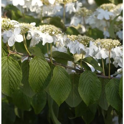 Die Nr-01.de Hochstamm Etagen Schneeball Mariesii 100-125cm - Viburnum plicatum Die Nr-01.de Hochstamm Etagen Schneeball Mariesii 100-125cm - Viburnum plicatum