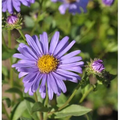 Die Nr-01.de Berg Aster Jungfrau - Aster frikartii Die Nr-01.de Berg Aster Jungfrau - Aster frikartii