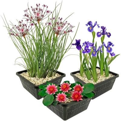 Vdvelde Rote Seerose Set 9 Pflanzen Teich Winterhart Vdvelde Rote Seerose Set 9 Pflanzen Teich Winterhart