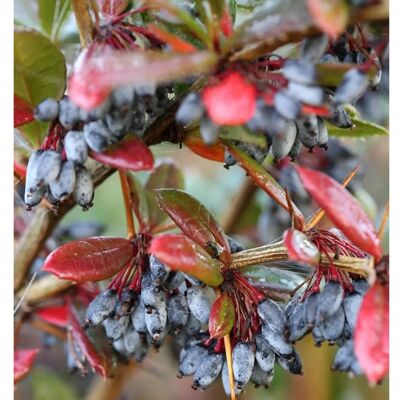 Die Nr-01.de Großblättrige Berberitze 125-150cm - Berberis julianae Die Nr-01.de Großblättrige Berberitze 125-150cm - Berberis julianae