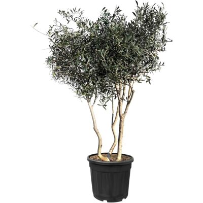 Sunny-Tree Mehrstämmiger Olivenbaum Olea Europaea In Strauchform Busch 180-200 Cm 20 Jahre Alt Winterhart bis -18° Fruchtbildend Sonnige Standorte Sunny-Tree Mehrstämmiger Olivenbaum Olea Europaea In Strauchform Busch 180-200 Cm 20 Jahre Alt Winterhart bis -18° Fruchtbildend Sonnige Standorte