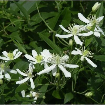 Die Nr-01.de Staudenclematis Grandiflora - Clematis recta Die Nr-01.de Staudenclematis Grandiflora - Clematis recta