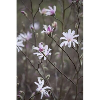 Pflanzen für dich Magnolia Soulangiana Tulpenmagnolie 125-150 cm Pflanzen für dich Magnolia Soulangiana Tulpenmagnolie 125-150 cm