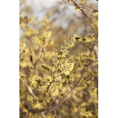 Pflanzen für dich Hamamelis Virginiana Zaubernuss Gelbe Blüten 80–100 cm Pflanzen für dich Hamamelis Virginiana Zaubernuss Gelbe Blüten 80–100 cm