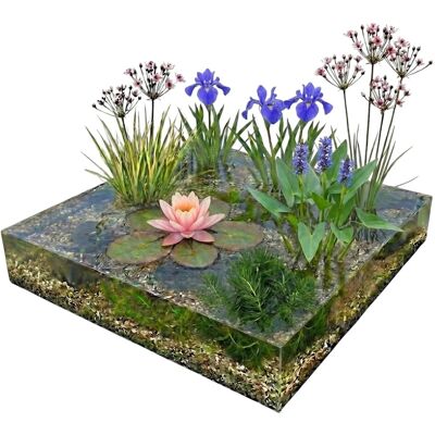 Vdvelde Teichpaket Rosa 100 Bis 400L Sauerstoff & Ufer Vdvelde Teichpaket Rosa 100 Bis 400L Sauerstoff & Ufer