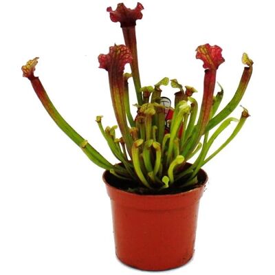 Exotenherz Schlauchpflanze Sarracenia Judith Fleischfressende Pflanze 9cm Topf Exotenherz Schlauchpflanze Sarracenia Judith Fleischfressende Pflanze 9cm Topf