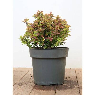 Pflanzen für dich Berberis Thunbergii Admiration Blutberberitze Rot-Gelb 20–25 cm Pflanzen für dich Berberis Thunbergii Admiration Blutberberitze Rot-Gelb 20–25 cm