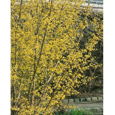 Pflanzen für dich Cornus Officinalis Japanischer Hartriegel 60–100 cm Gelbe Blüten Pflanzen für dich Cornus Officinalis Japanischer Hartriegel 60–100 cm Gelbe Blüten