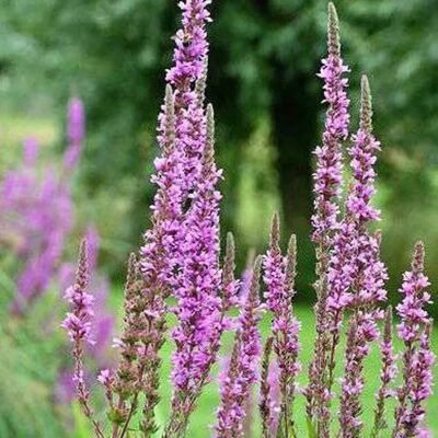 arborix 6 x Blut-Weiderich Lythrum salicaria Topf 9cm arborix 6 x Blut-Weiderich Lythrum salicaria Topf 9cm
