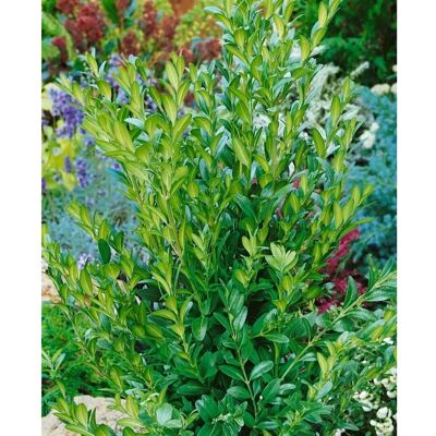 Pflanzen für dich Buxus sempervirens 'Raket' 40-50 cm Pflanzen für dich Buxus sempervirens 'Raket' 40-50 cm