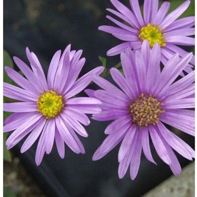 Die Nr-01.de Sommeraster Brilliant - Aster amellus Die Nr-01.de Sommeraster Brilliant - Aster amellus