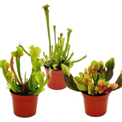 Exotenherz Schlauchpflanzen-Trio 3 Verschiedene Sarracenia-Pflanzen im Set Fleischfressende Pflanzen 9cm Topf Exotenherz Schlauchpflanzen-Trio 3 Verschiedene Sarracenia-Pflanzen im Set Fleischfressende Pflanzen 9cm Topf