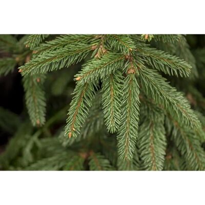 Pflanzen für dich Picea Abies Inversa Hänge-Fichte 100–125 cm Pflanzen für dich Picea Abies Inversa Hänge-Fichte 100–125 cm