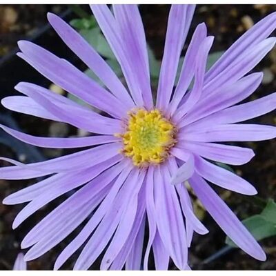 Die Nr-01.de Sommeraster Silbersee - Aster amellus Die Nr-01.de Sommeraster Silbersee - Aster amellus