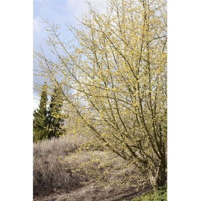 Pflanzen für dich Cornus Mas Kornelkirsche 40–60 cm Gelbe Blüten Pflanzen für dich Cornus Mas Kornelkirsche 40–60 cm Gelbe Blüten