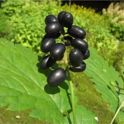 Die Nr-01.de Christophskraut schwarze Beeren - Actaea spicata Die Nr-01.de Christophskraut schwarze Beeren - Actaea spicata