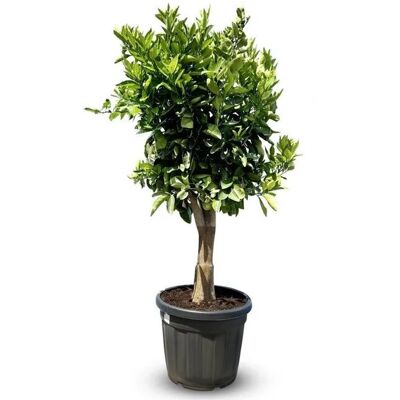 Sunny-Tree Orangenbaum XL Großer 180 cm Citrus Sinensis Obstbaum Fruchtbildend 25 Jähriger Orangenbaum Sunny-Tree Orangenbaum XL Großer 180 cm Citrus Sinensis Obstbaum Fruchtbildend 25 Jähriger Orangenbaum