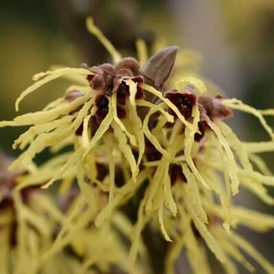 arborix Zaubernuss 'Pallida' Hamamelis × intermedia 40 bis 60 cm im Container Gelbe Blüten arborix Zaubernuss 'Pallida' Hamamelis × intermedia 40 bis 60 cm im Container Gelbe Blüten