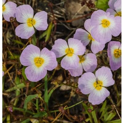 Die Nr-01.de Gewöhnlicher Igelschlauch - Baldellia ranunculoides Die Nr-01.de Gewöhnlicher Igelschlauch - Baldellia ranunculoides