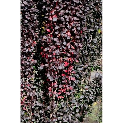Pflanzen für dich Berberis Thunbergii Red Pillar Säulen-Berberitze Rotlaubig 30–40 cm Pflanzen für dich Berberis Thunbergii Red Pillar Säulen-Berberitze Rotlaubig 30–40 cm