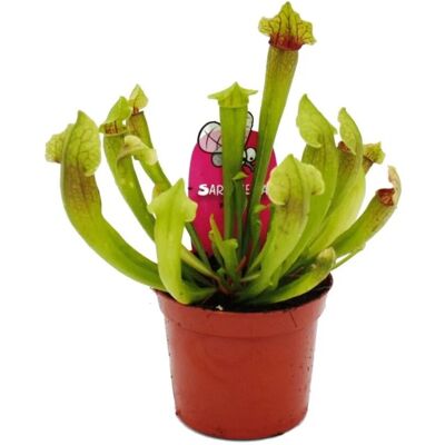 Exotenherz Schlauchpflanze Sarracenia Fiona Fleischfressende Pflanze 9cm Topf Exotenherz Schlauchpflanze Sarracenia Fiona Fleischfressende Pflanze 9cm Topf